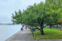 中超BIG4外援伤病挑战：球队战绩与应对策略